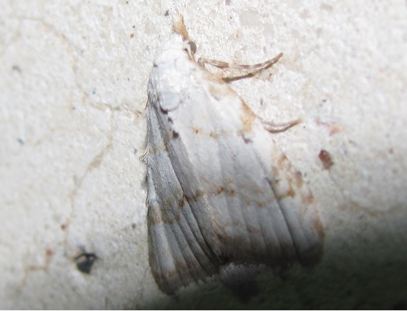 Nola confusalis? S